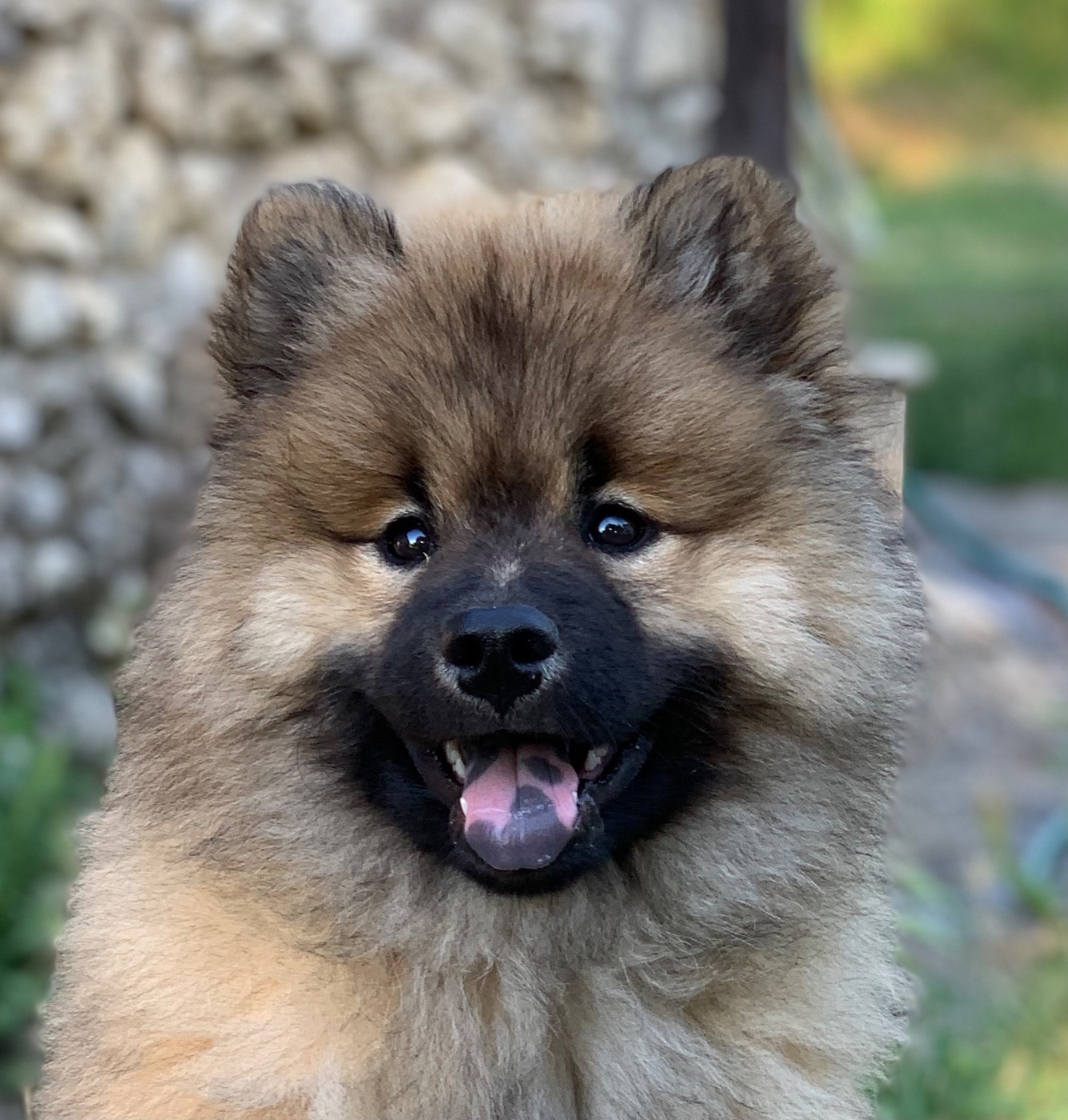 des Sables d'Olympe - Prochaines portée Ulanka des sables d'olympe , Sia Titanium du coeur de la claudière et Taiwan .
