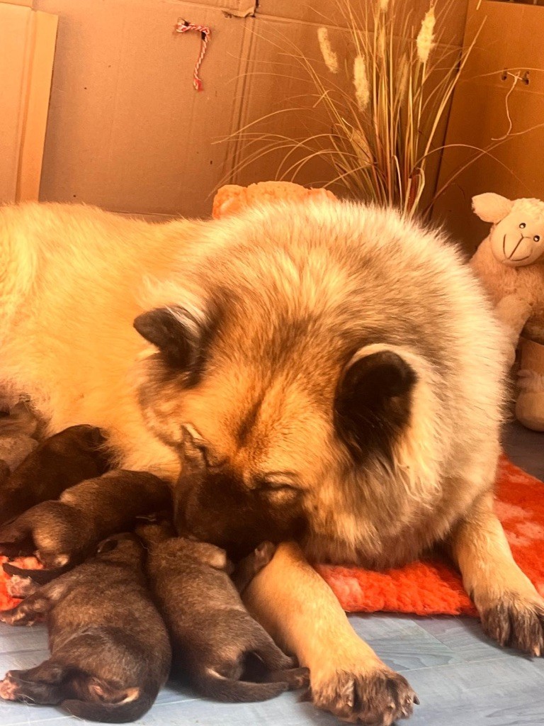 Ils sont arrivés !! bébés Sanawa !