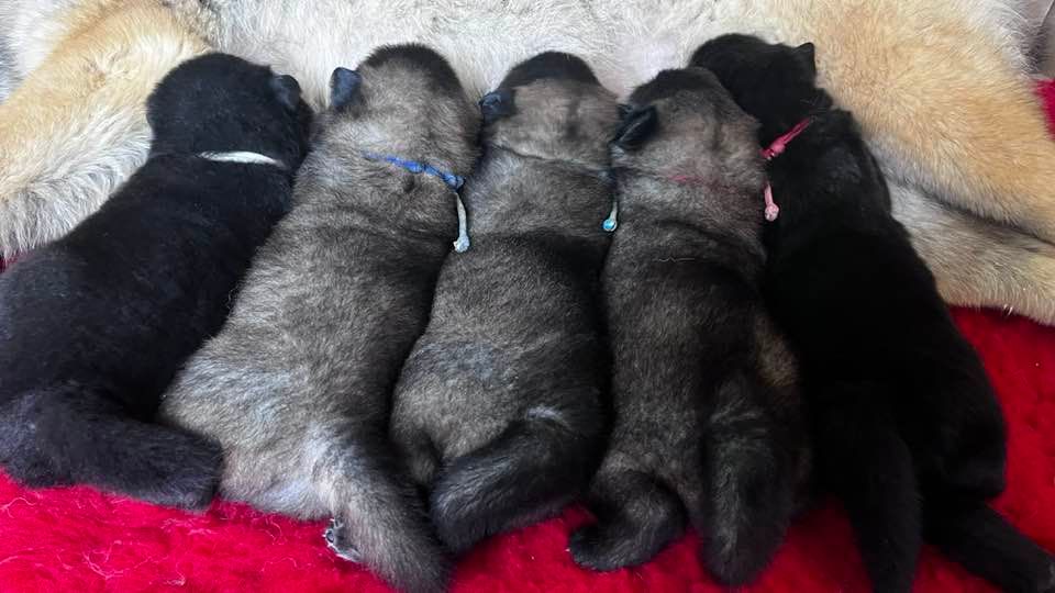 Bébés texane et Taiwan