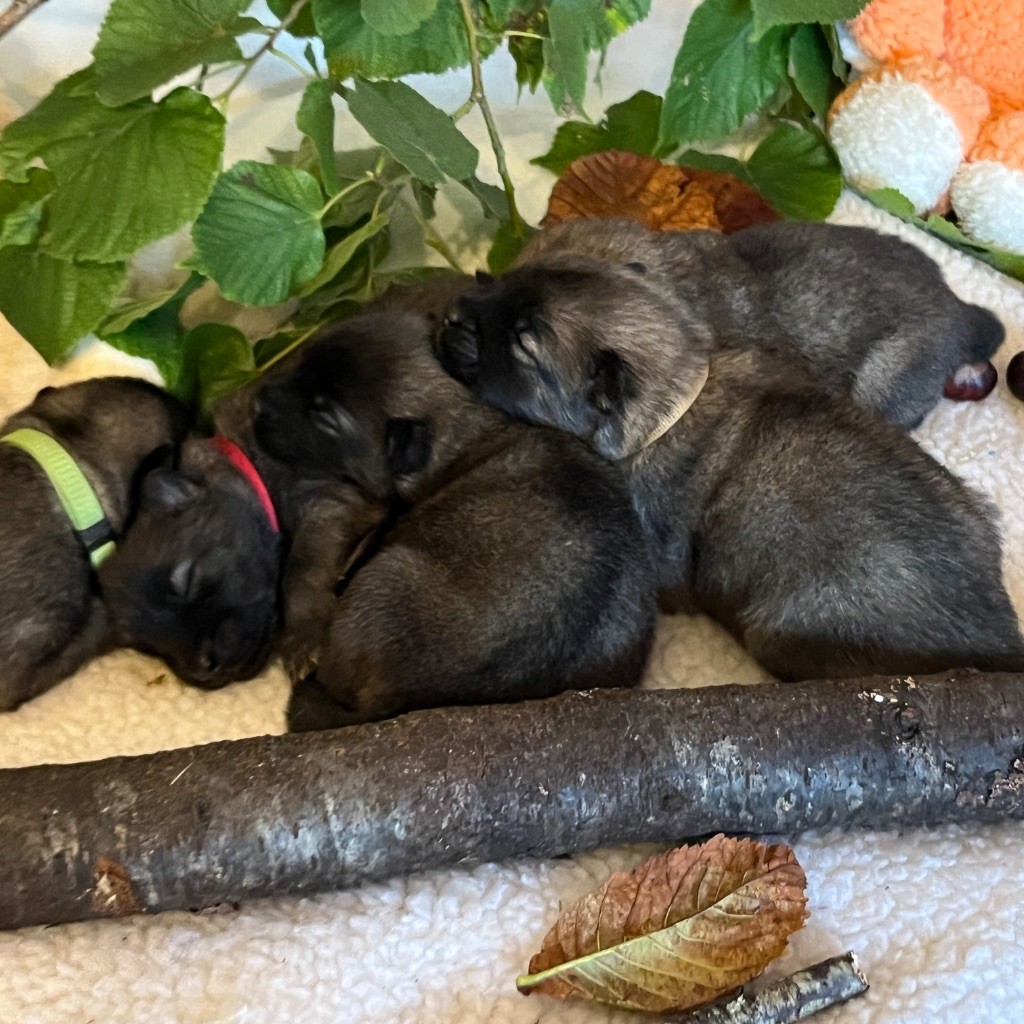 BEBES SANAWA NÉS LE 30 OCTOBRE 2025 7 FEMELLES ET 2 MALES 