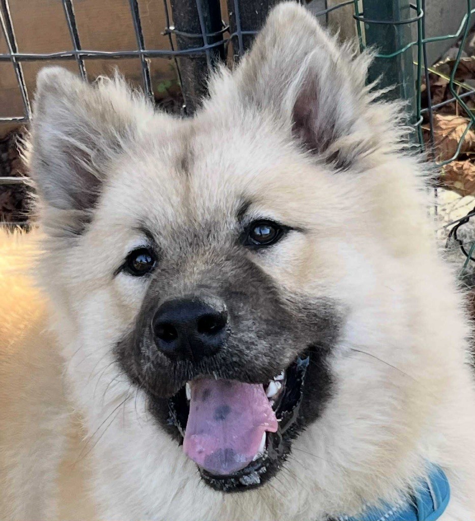 des Sables d'Olympe - Chiots disponibles - Eurasier