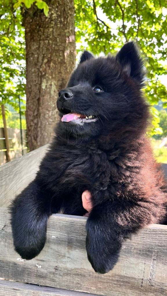 des Sables d'Olympe - Chiots disponibles - Eurasier