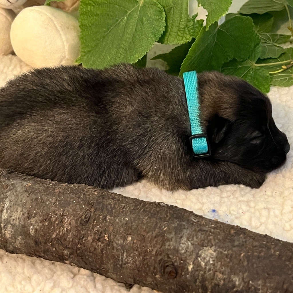 des Sables d'Olympe - Chiots disponibles - Eurasier
