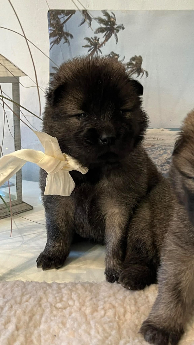 des Sables d'Olympe - Chiots disponibles - Eurasier