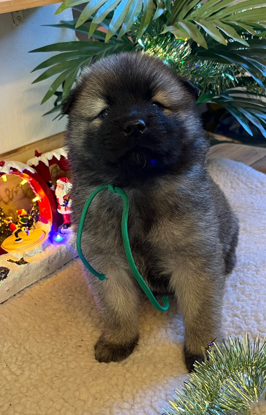 des Sables d'Olympe - Chiots disponibles - Eurasier