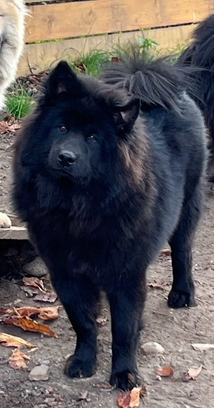 des Sables d'Olympe - Chiots disponibles - Eurasier