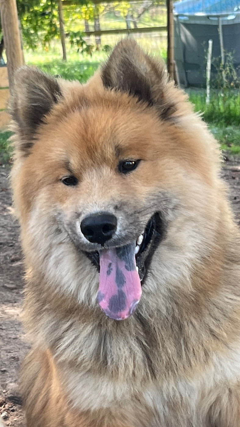 des Sables d'Olympe - Chiots disponibles - Eurasier