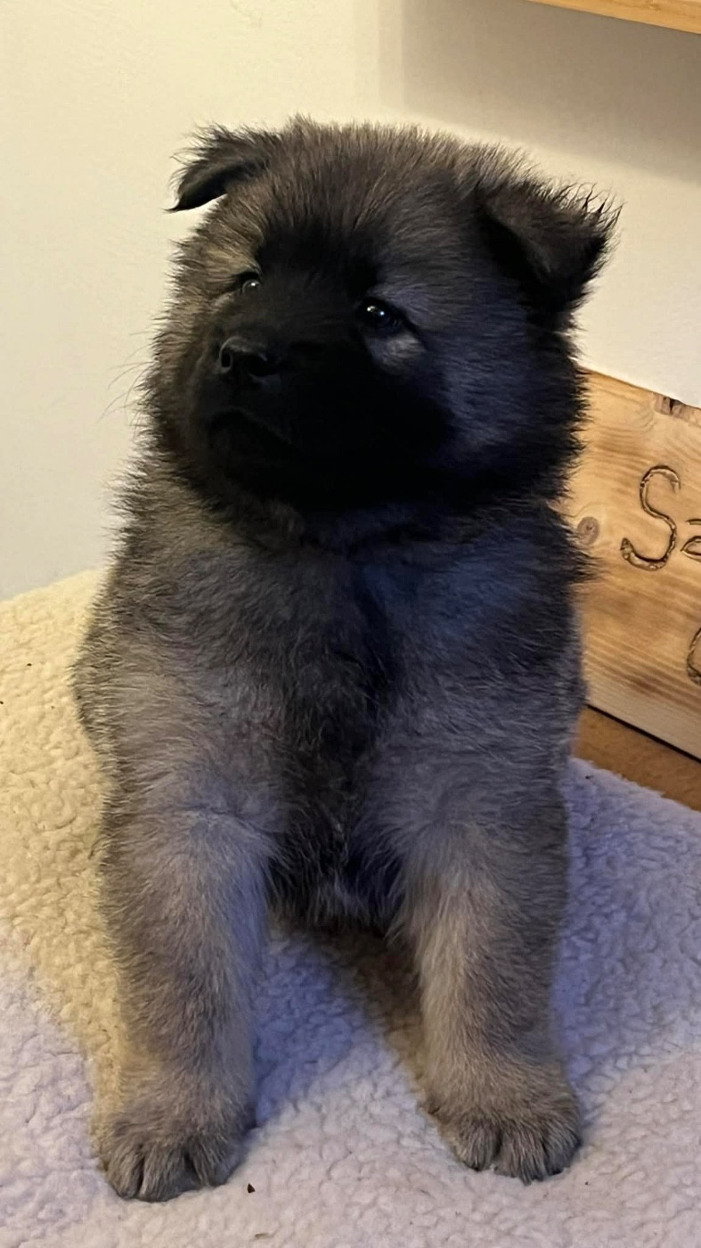 des Sables d'Olympe - Chiots disponibles - Eurasier