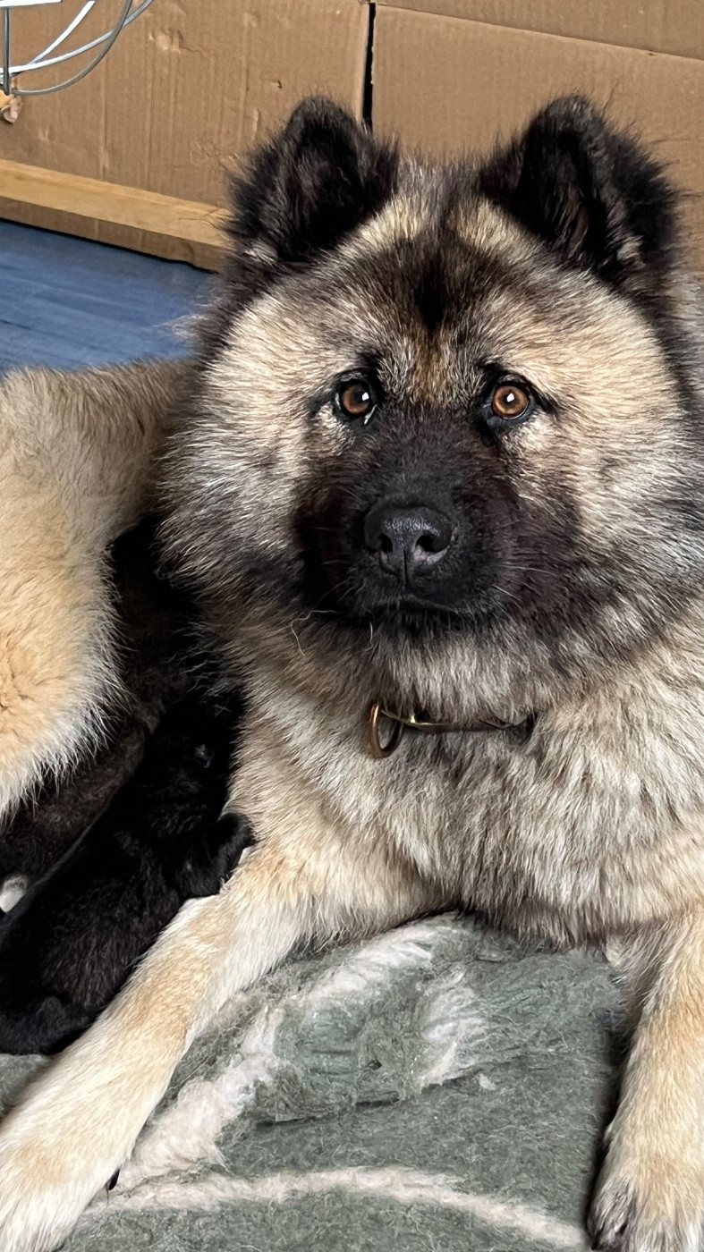 des Sables d'Olympe - Eurasier - Portée née le 29/04/2026