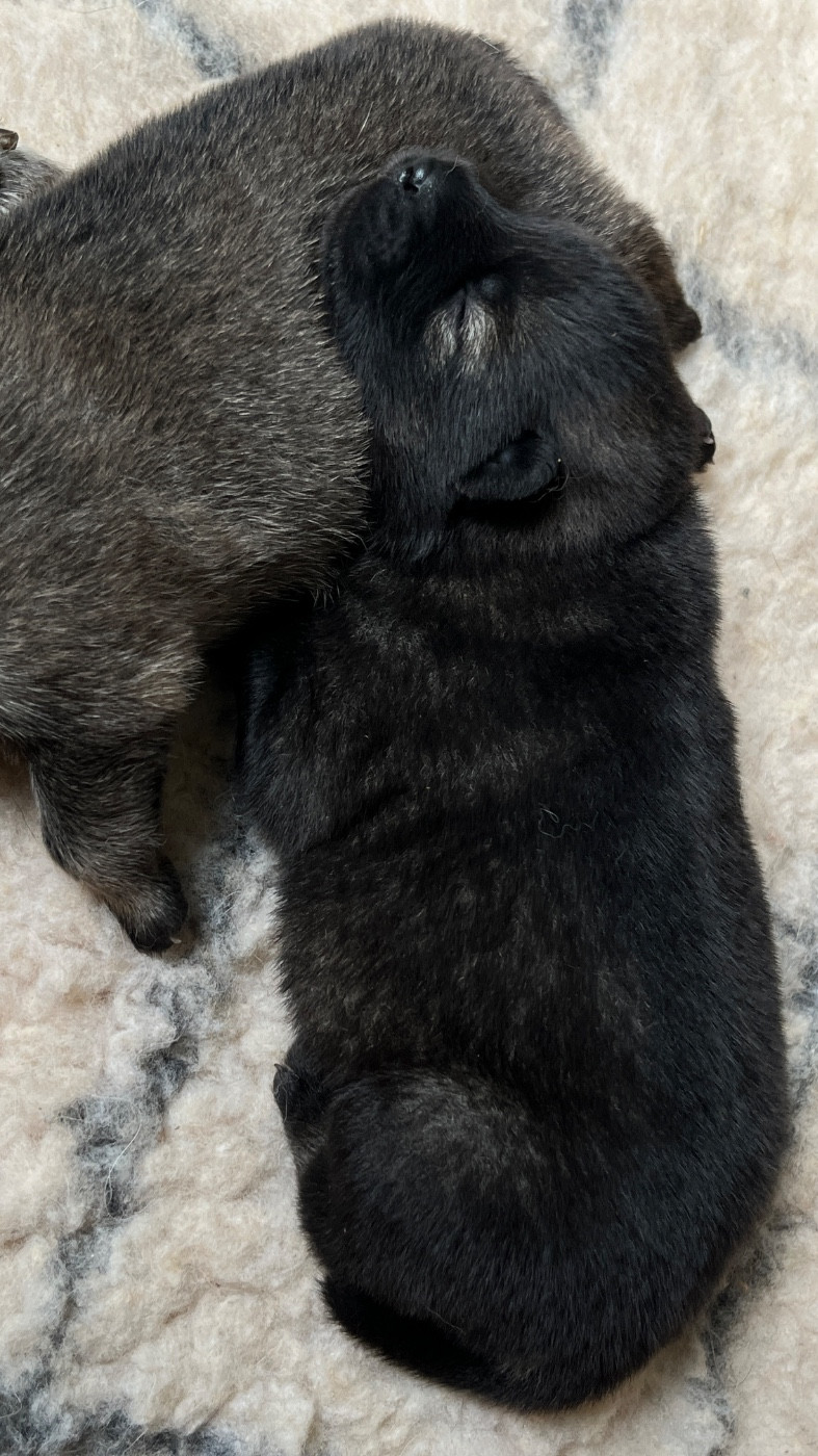 des Sables d'Olympe - Chiots disponibles - Eurasier