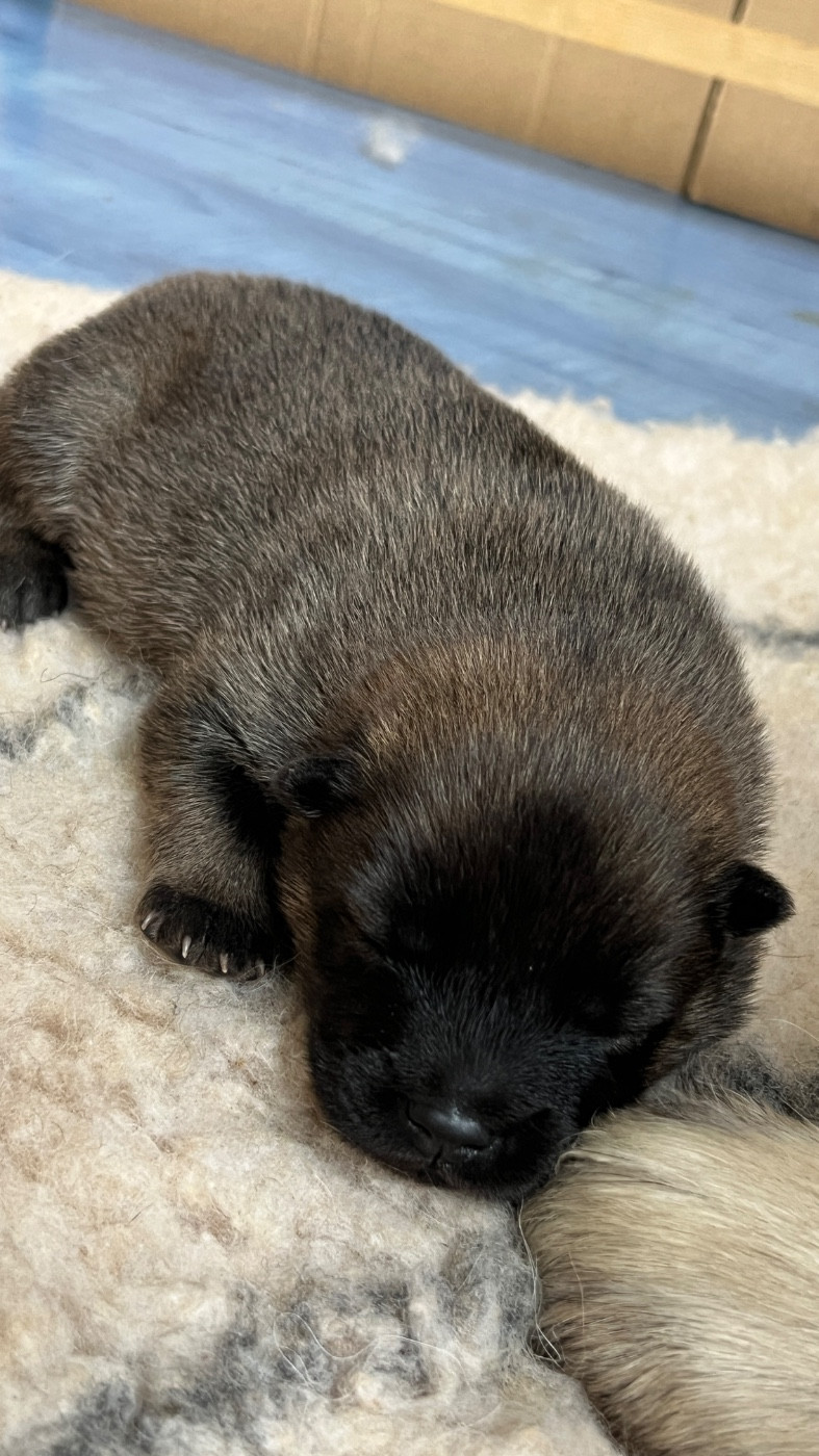 des Sables d'Olympe - Chiots disponibles - Eurasier