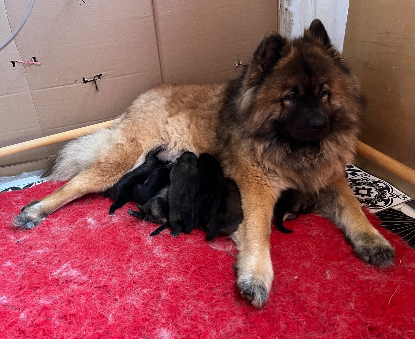 des Sables d'Olympe - Eurasier - Portée née le 14/06/2026