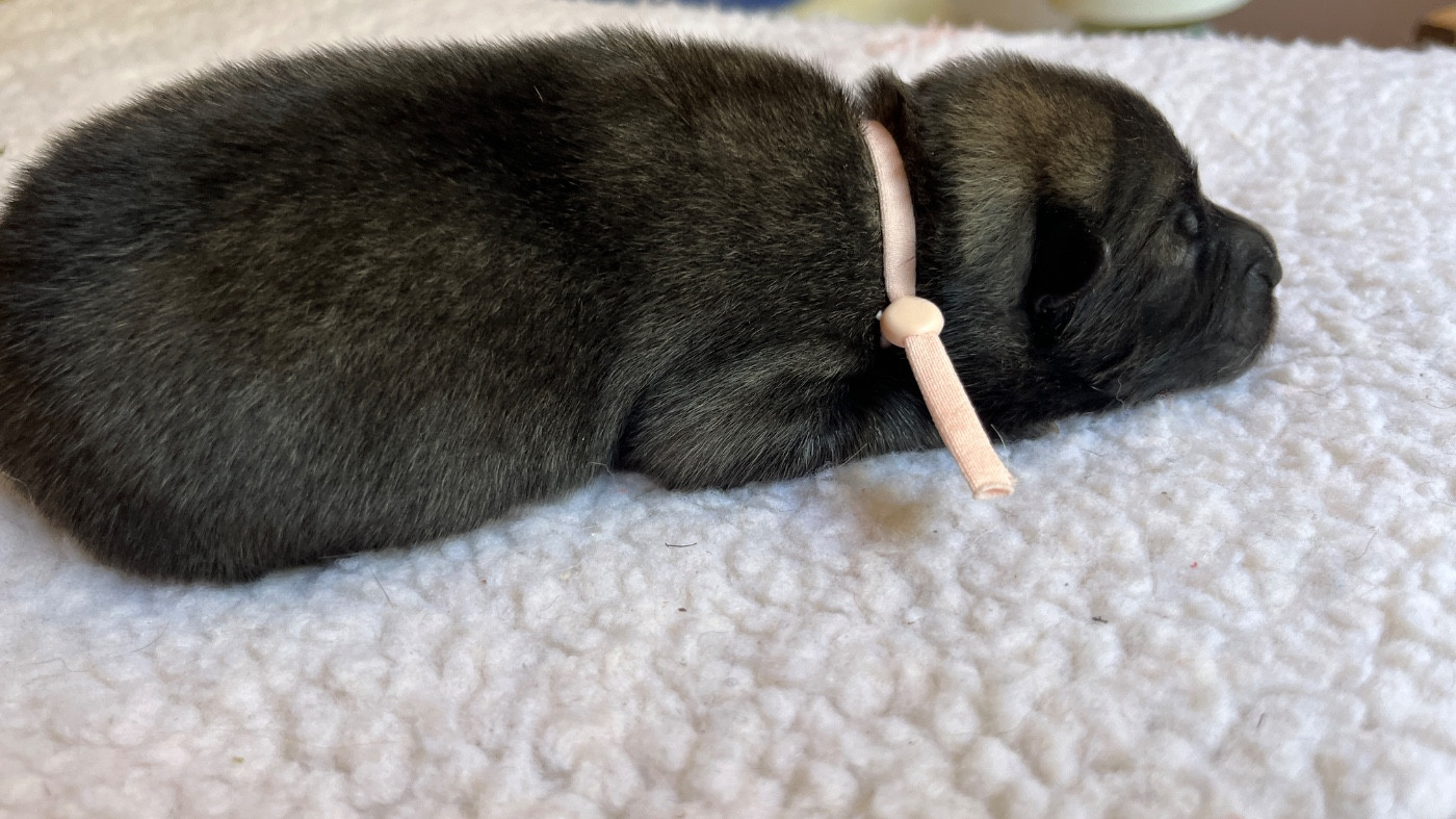 des Sables d'Olympe - Chiots disponibles - Eurasier