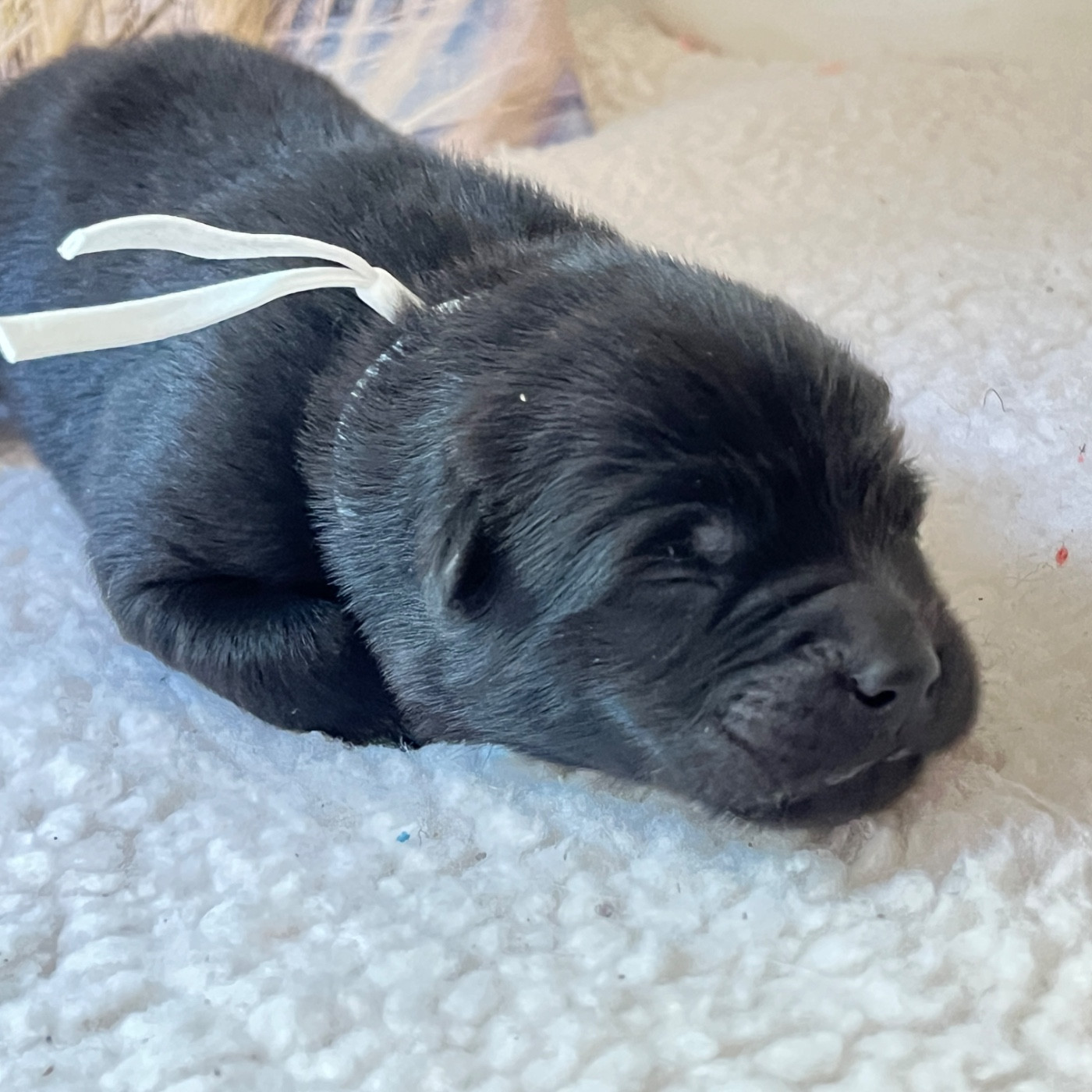 des Sables d'Olympe - Chiots disponibles - Eurasier