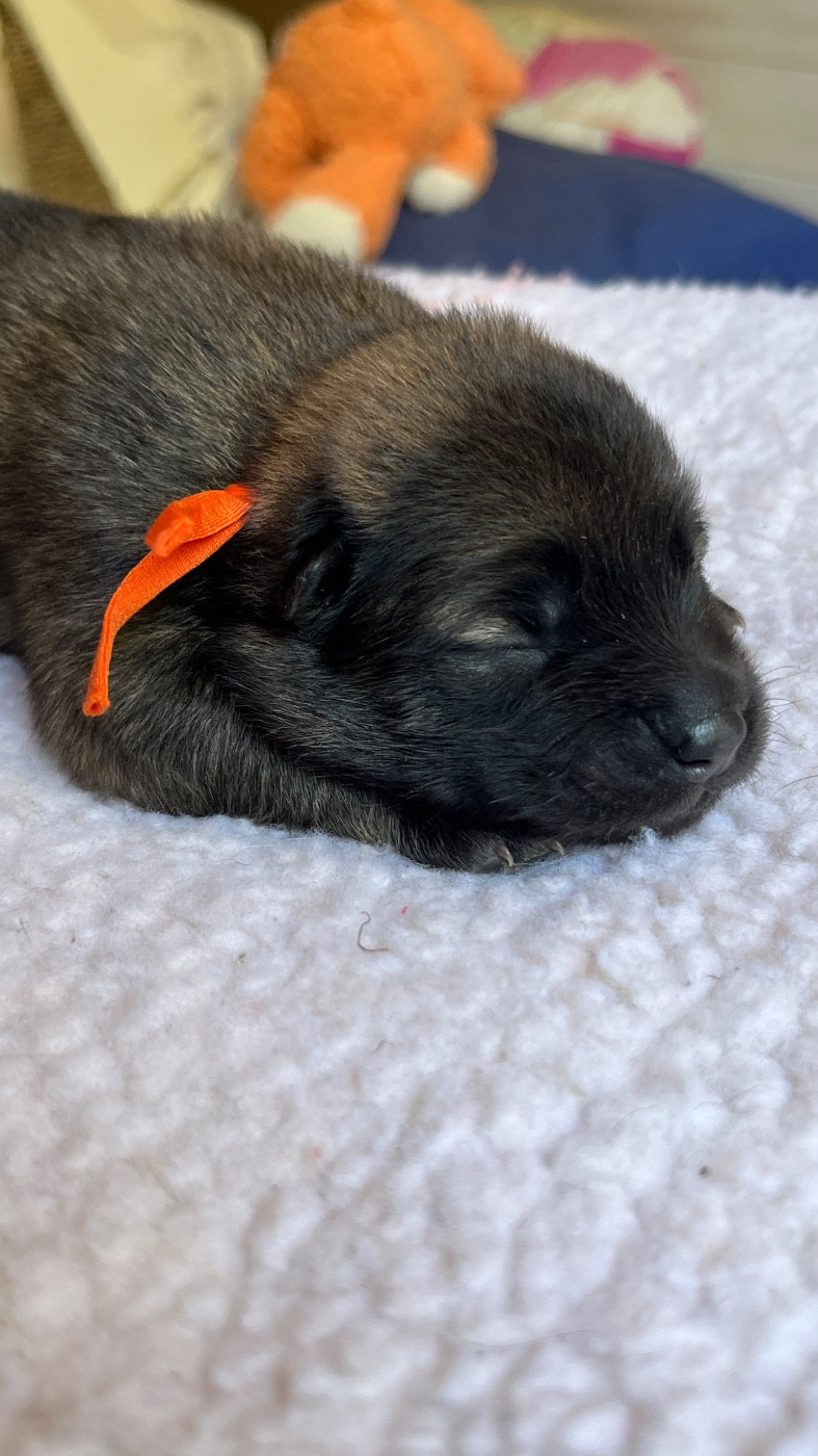 des Sables d'Olympe - Chiots disponibles - Eurasier