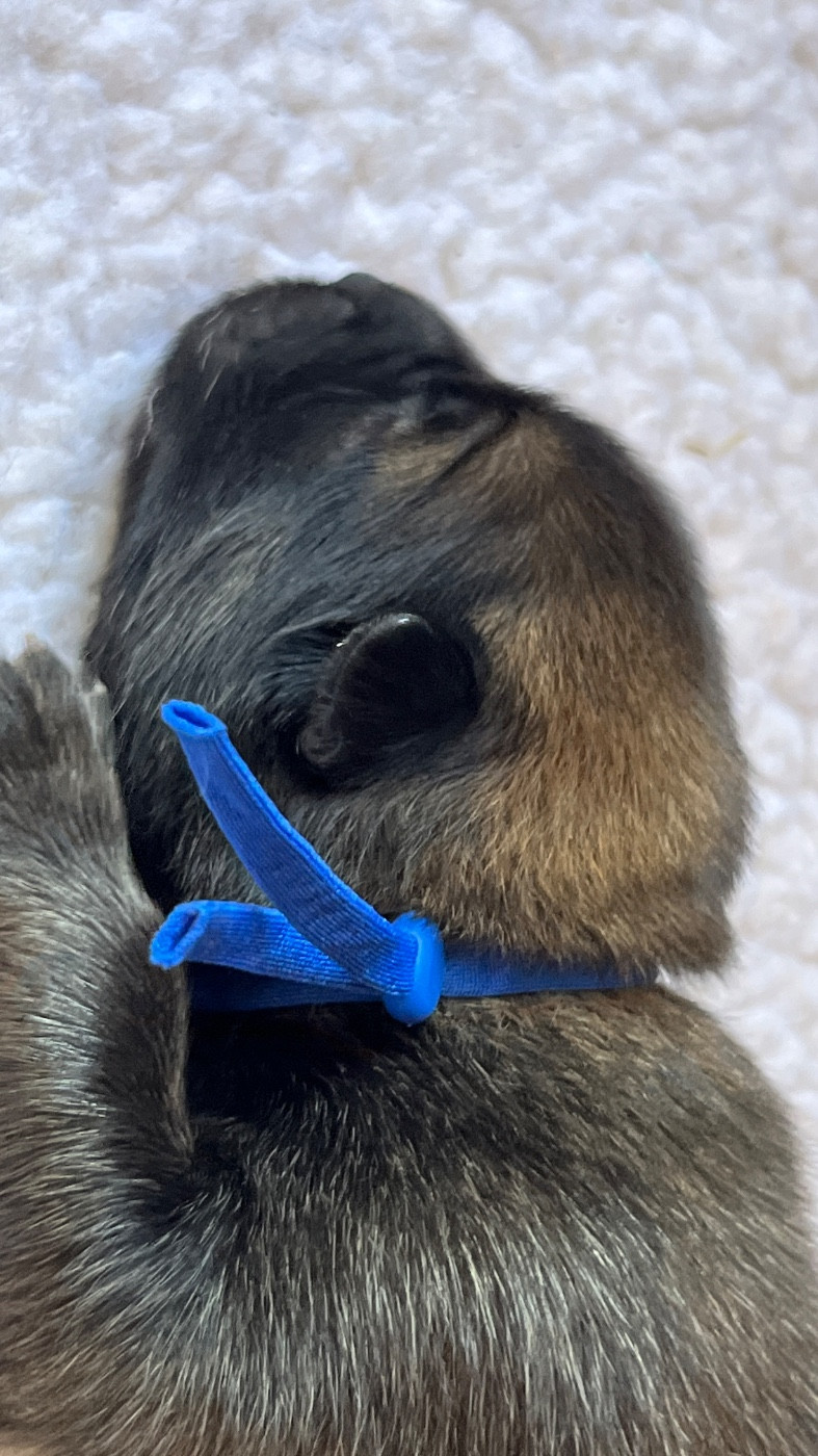des Sables d'Olympe - Chiots disponibles - Eurasier