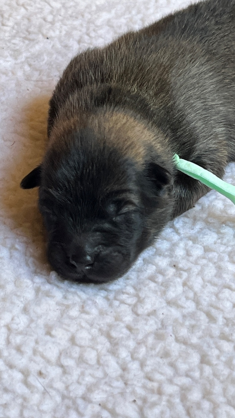 des Sables d'Olympe - Chiots disponibles - Eurasier