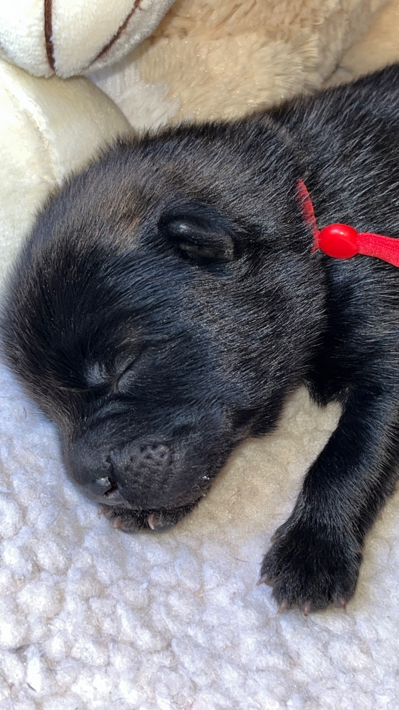 des Sables d'Olympe - Chiots disponibles - Eurasier