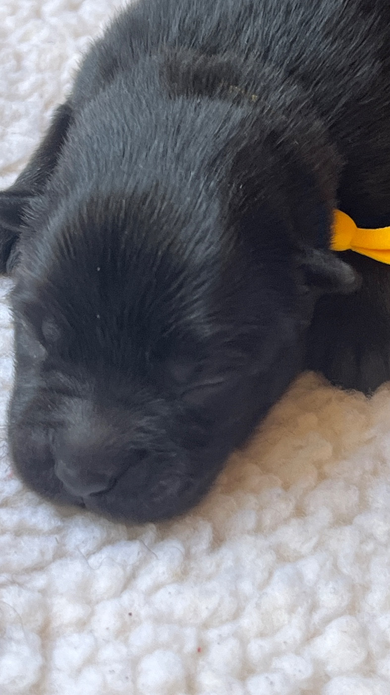 des Sables d'Olympe - Chiots disponibles - Eurasier