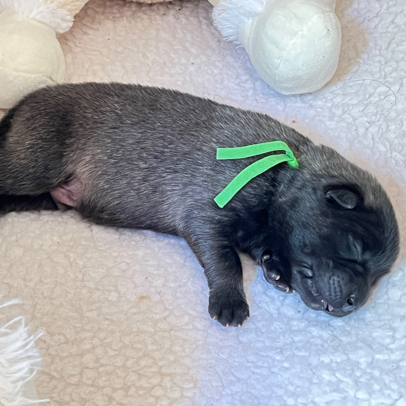 des Sables d'Olympe - Chiots disponibles - Eurasier