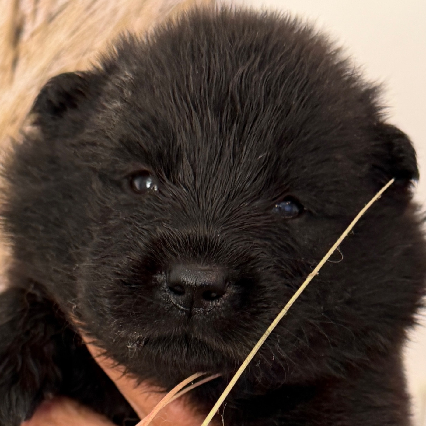des Sables d'Olympe - Chiots disponibles - Eurasier