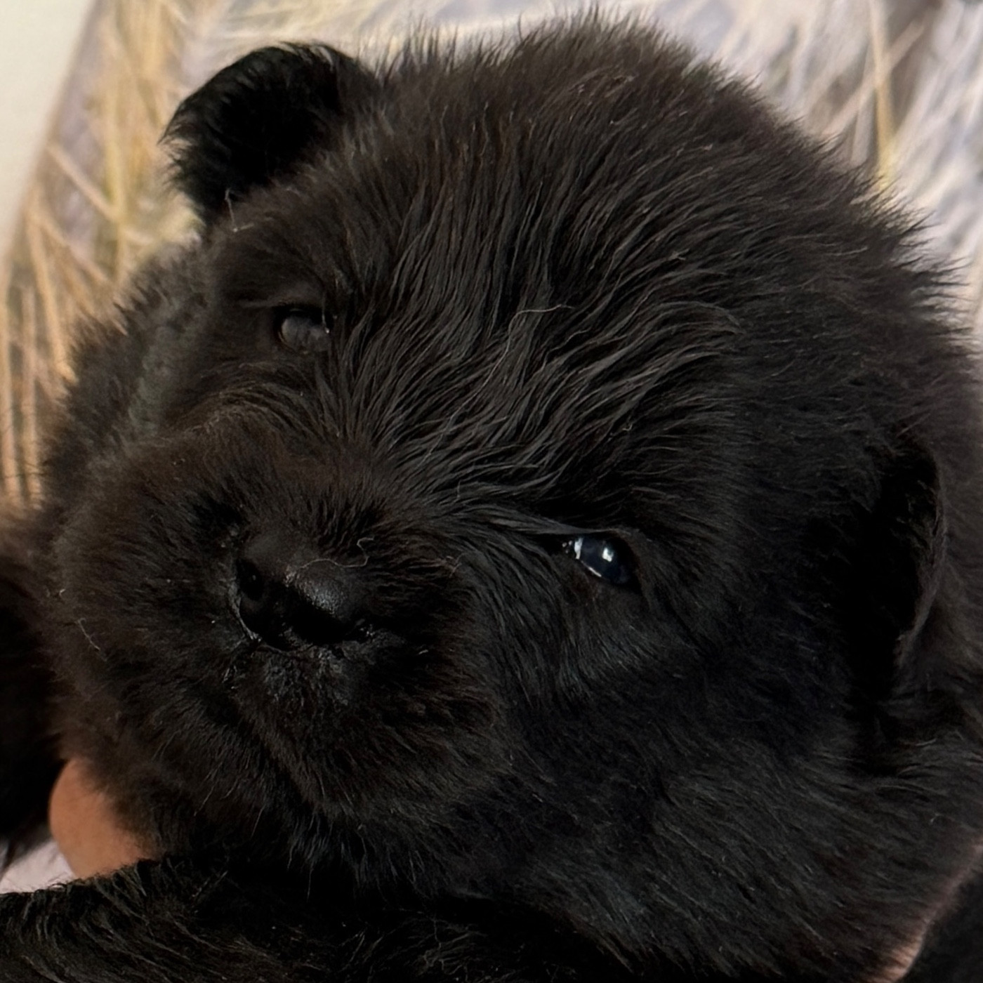 des Sables d'Olympe - Chiots disponibles - Eurasier