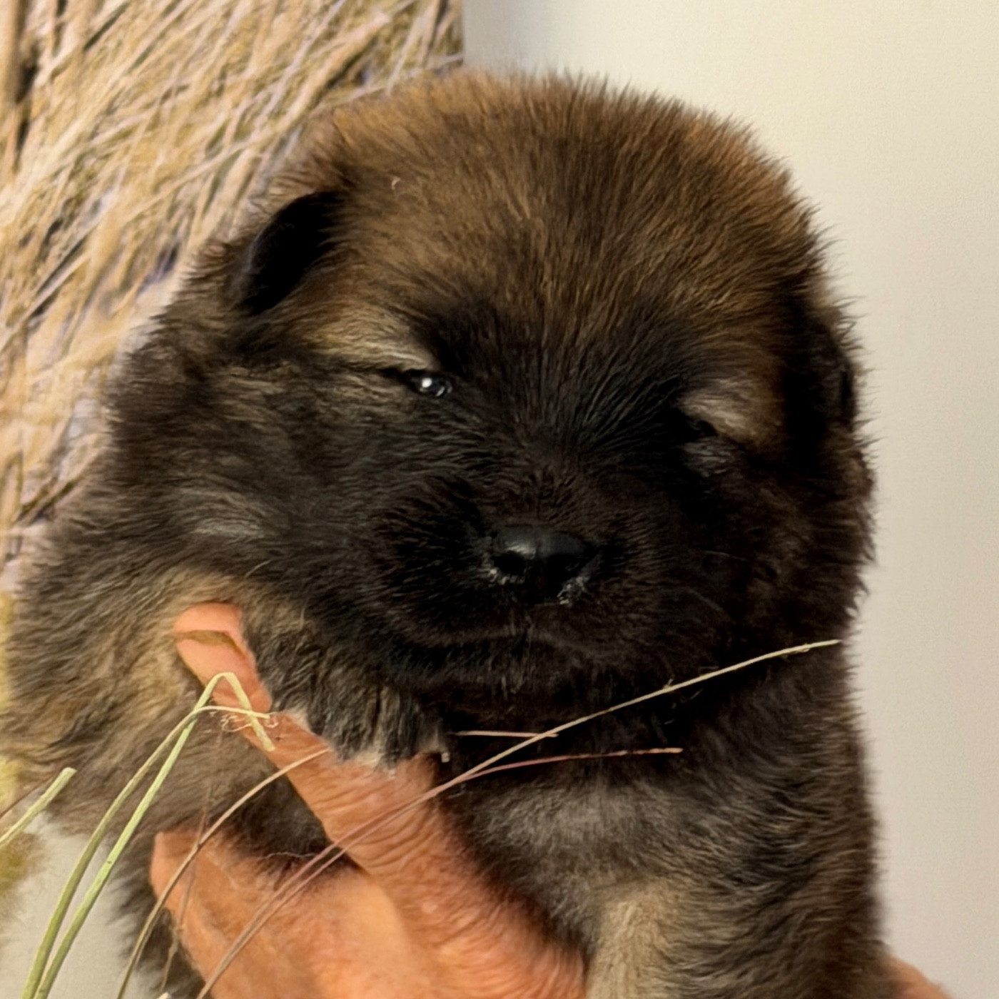 des Sables d'Olympe - Chiots disponibles - Eurasier