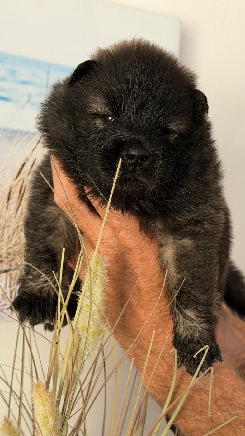 des Sables d'Olympe - Chiots disponibles - Eurasier