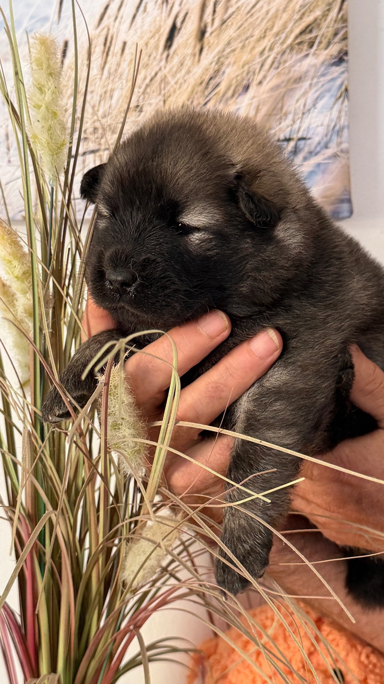des Sables d'Olympe - Chiots disponibles - Eurasier