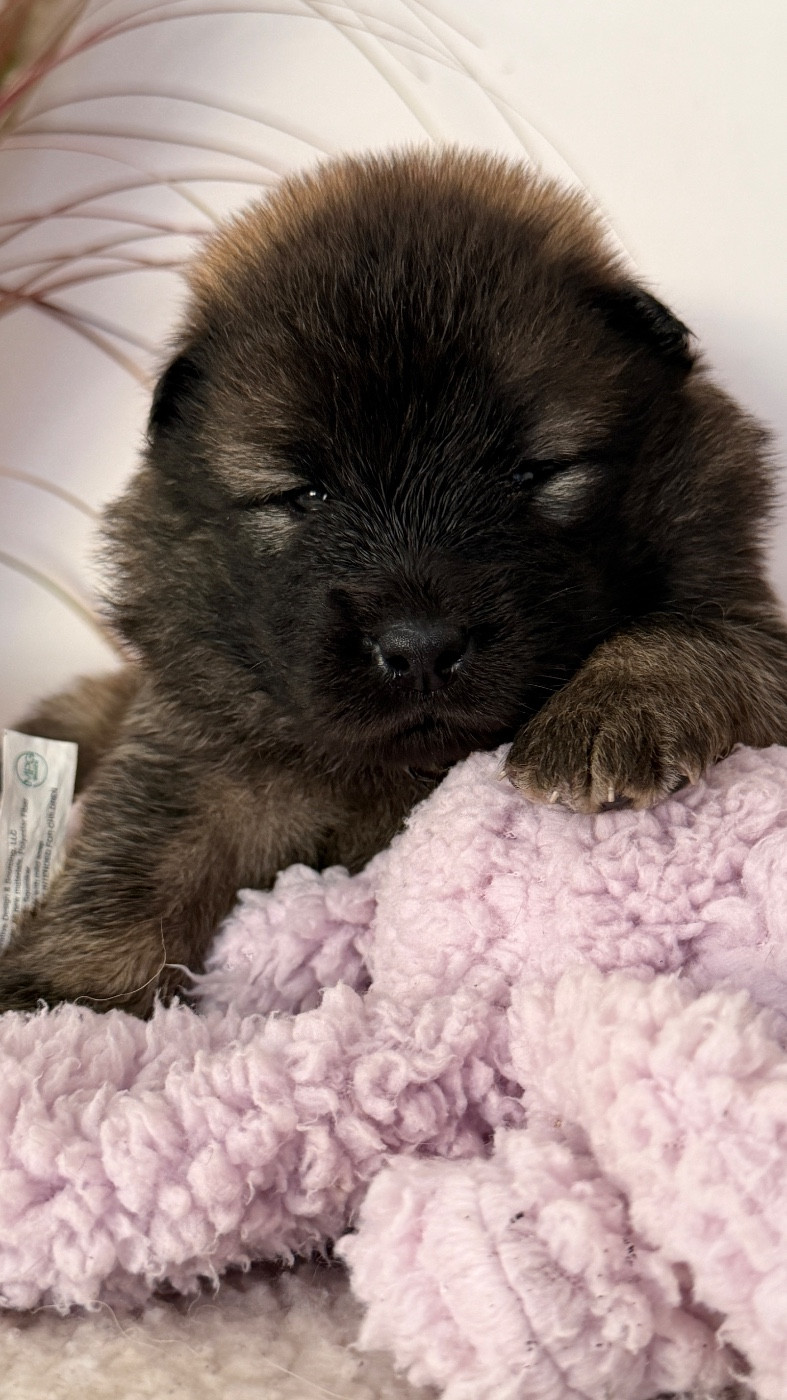 des Sables d'Olympe - Chiots disponibles - Eurasier