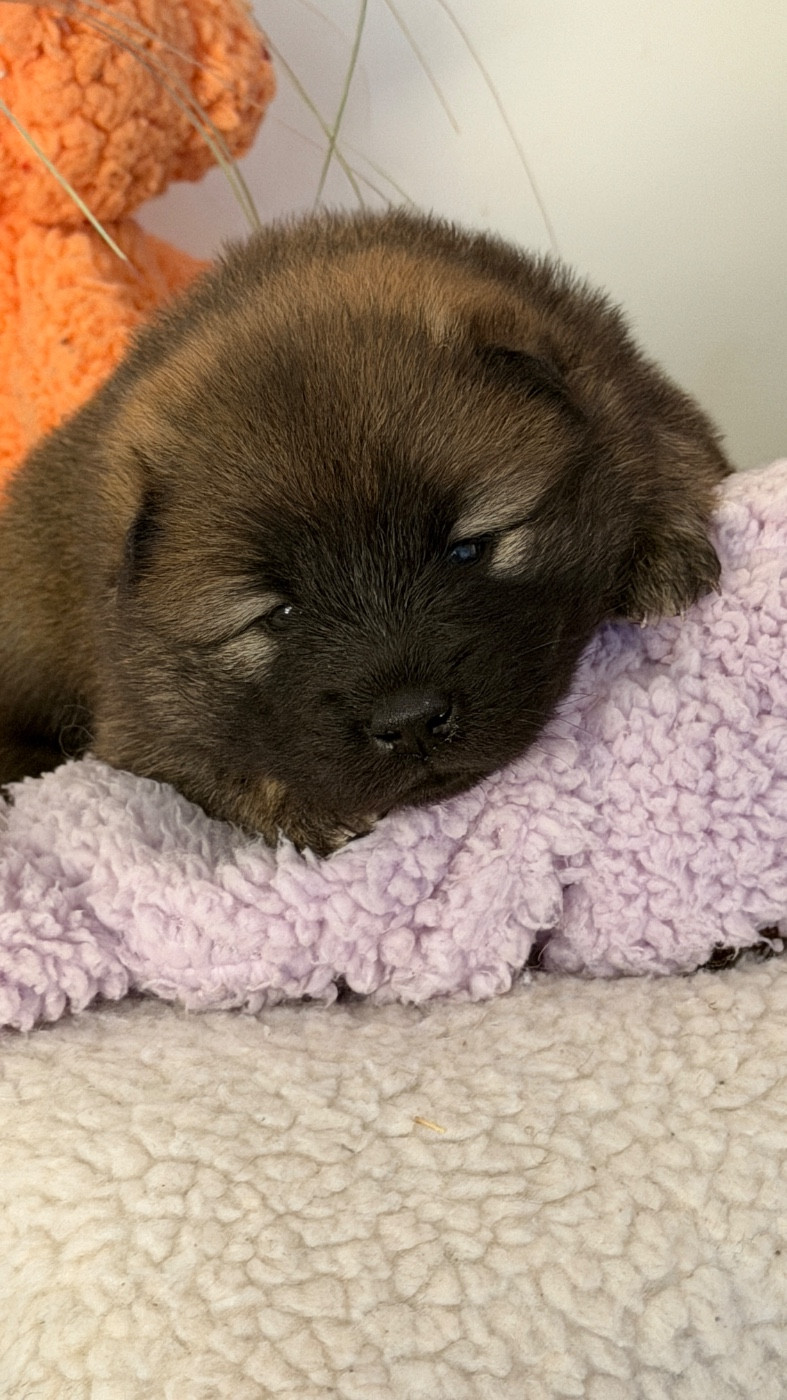 des Sables d'Olympe - Chiots disponibles - Eurasier
