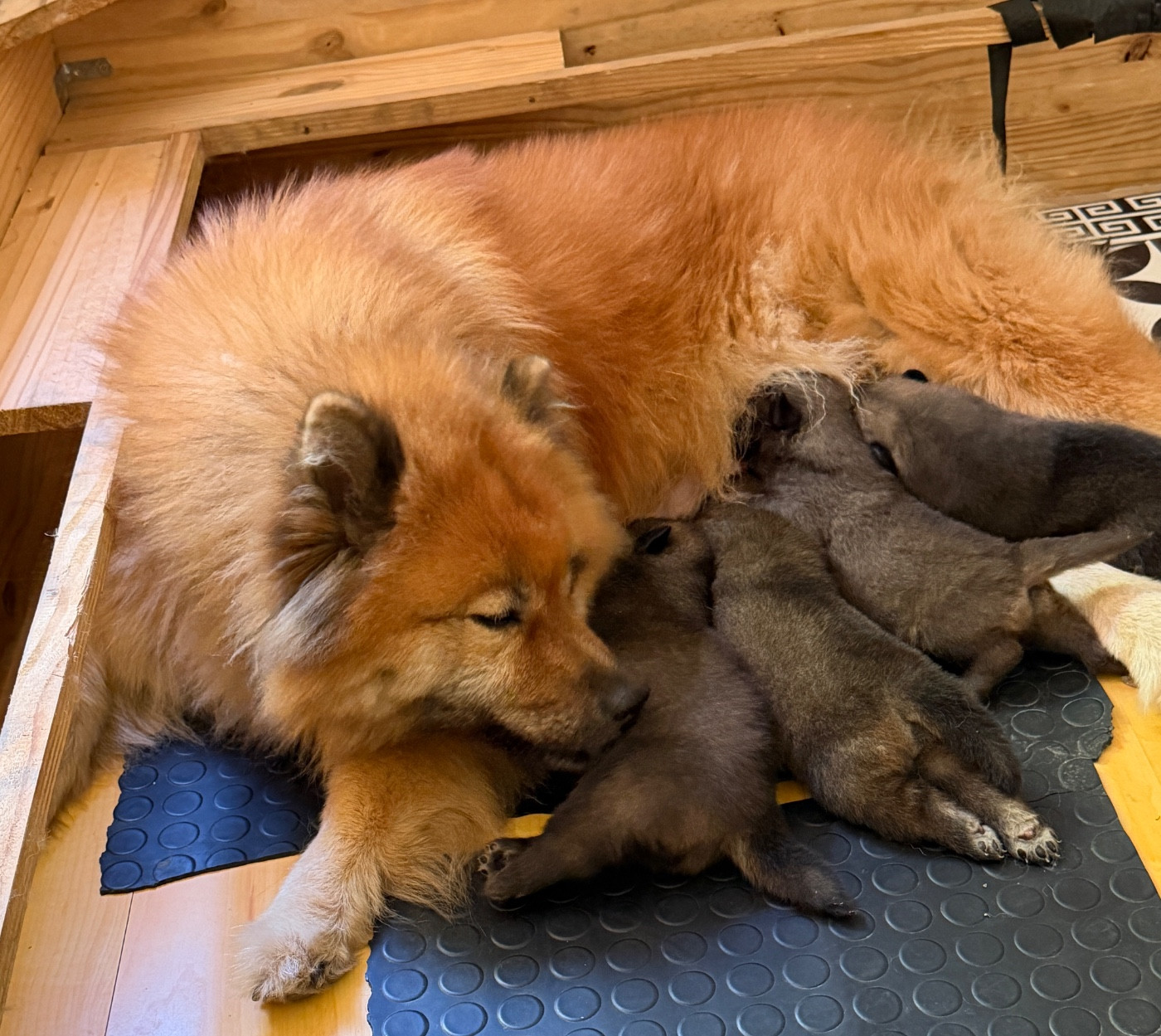 des Sables d'Olympe - Eurasier - Portée née le 23/06/2026
