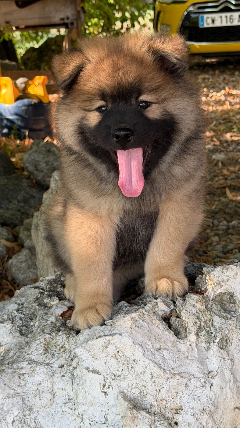 des Sables d'Olympe - Chiots disponibles - Eurasier