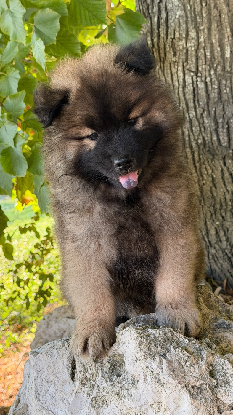 des Sables d'Olympe - Chiots disponibles - Eurasier