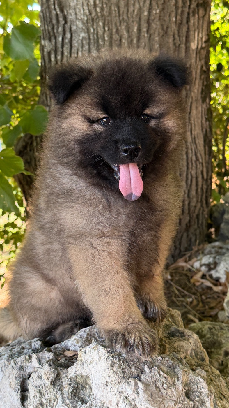 des Sables d'Olympe - Chiots disponibles - Eurasier
