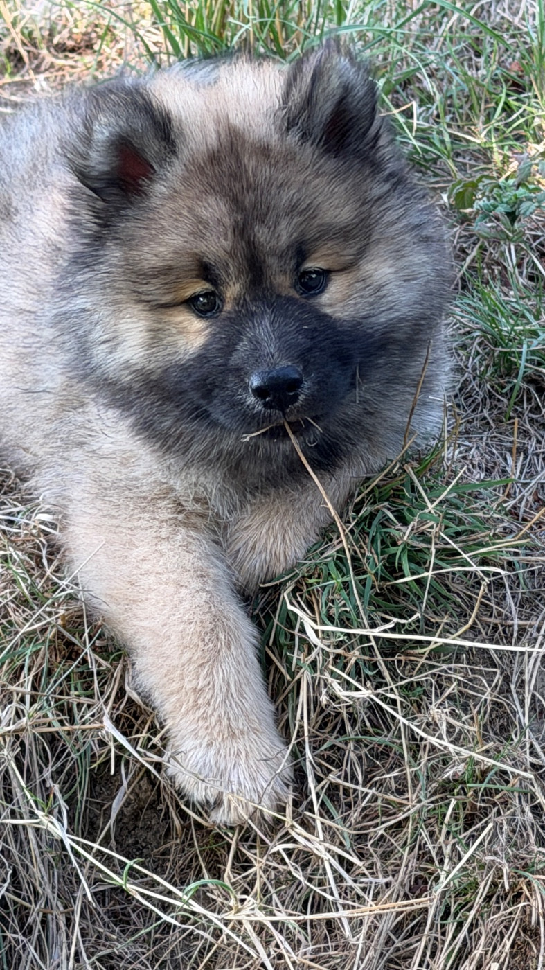 des Sables d'Olympe - Chiots disponibles - Eurasier