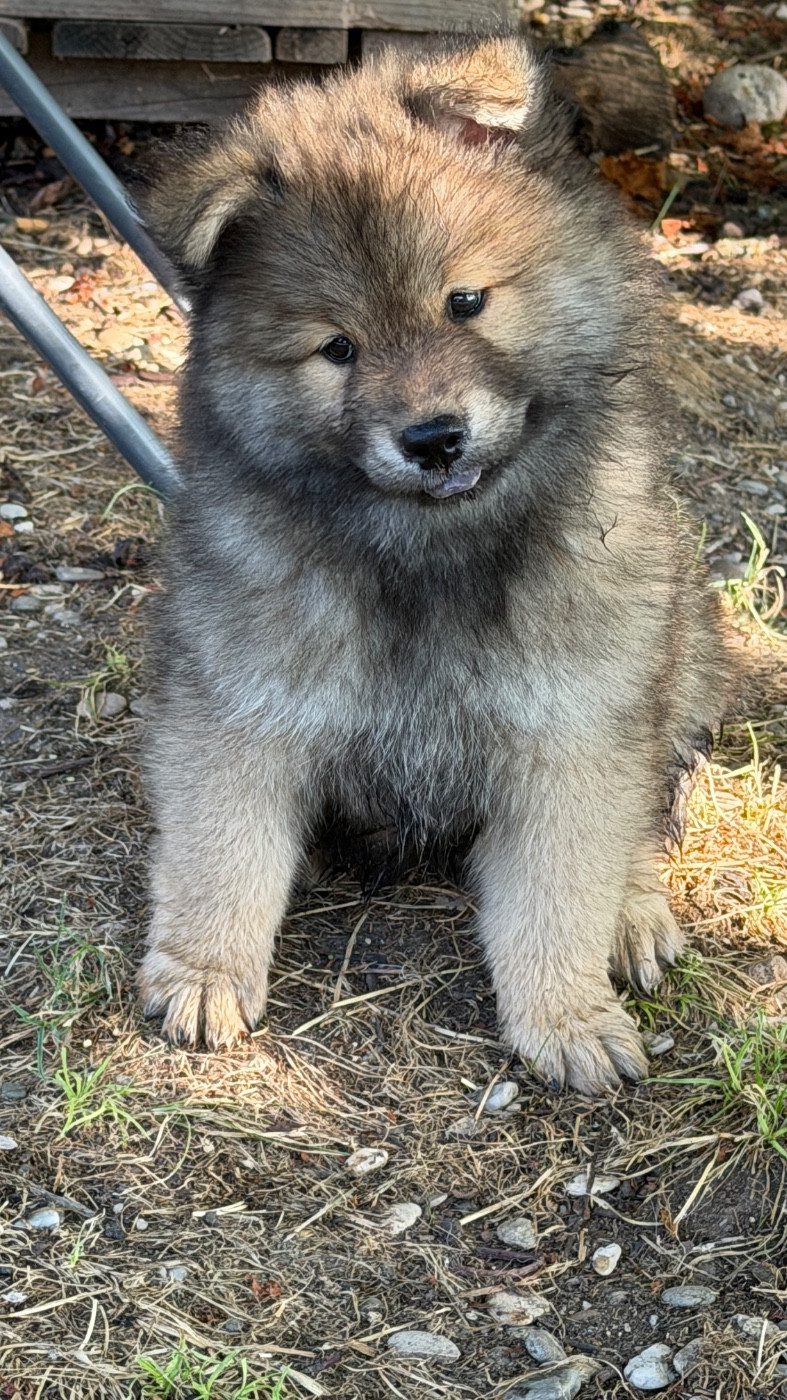 des Sables d'Olympe - Chiots disponibles - Eurasier