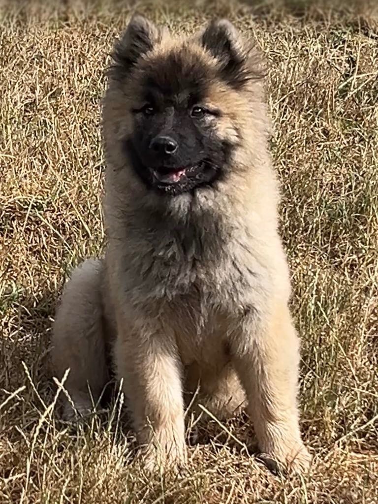 des Sables d'Olympe - Chiots disponibles - Eurasier