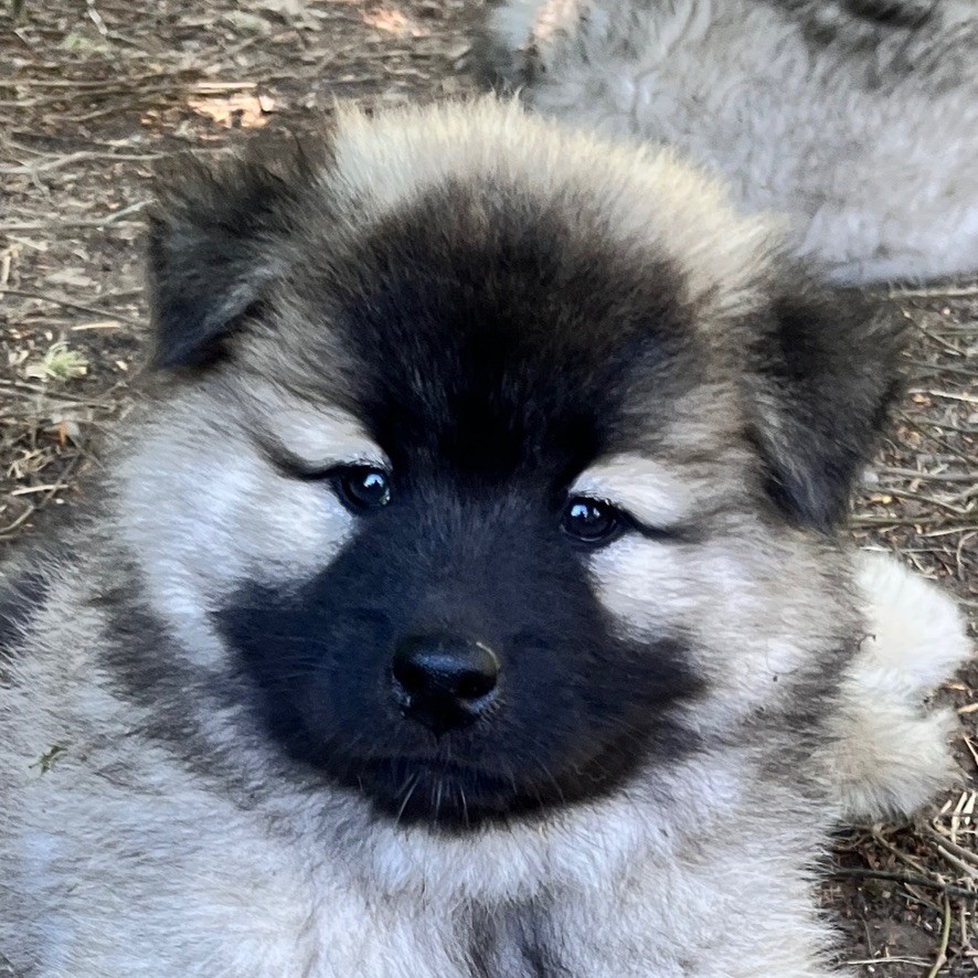 des Sables d'Olympe - Chiots disponibles - Eurasier
