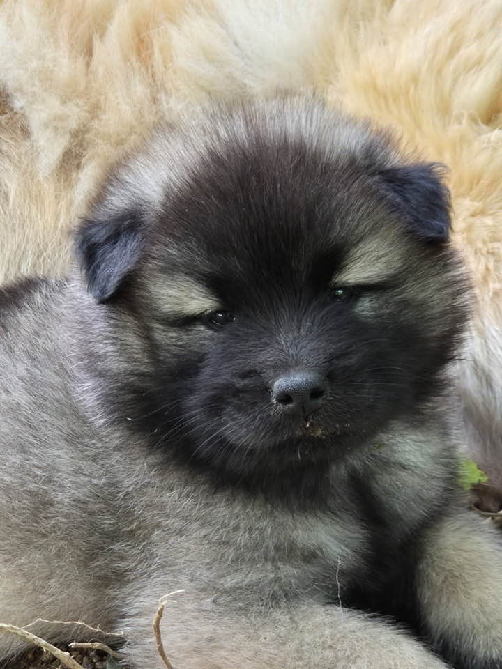 des Sables d'Olympe - Chiots disponibles - Eurasier