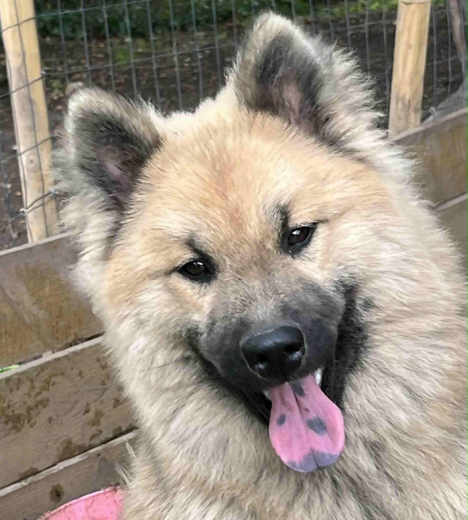 des Sables d'Olympe - Chiots disponibles - Eurasier