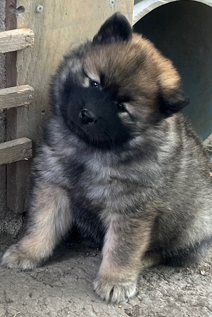 des Sables d'Olympe - Chiots disponibles - Eurasier