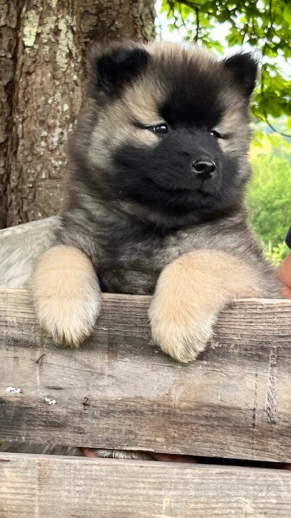 des Sables d'Olympe - Chiots disponibles - Eurasier