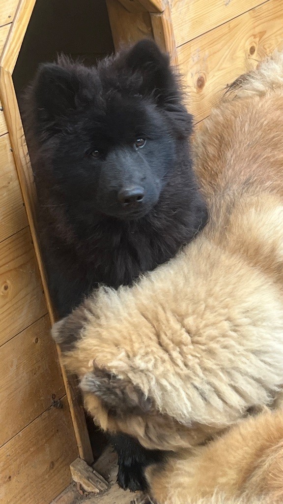 des Sables d'Olympe - Chiots disponibles - Eurasier