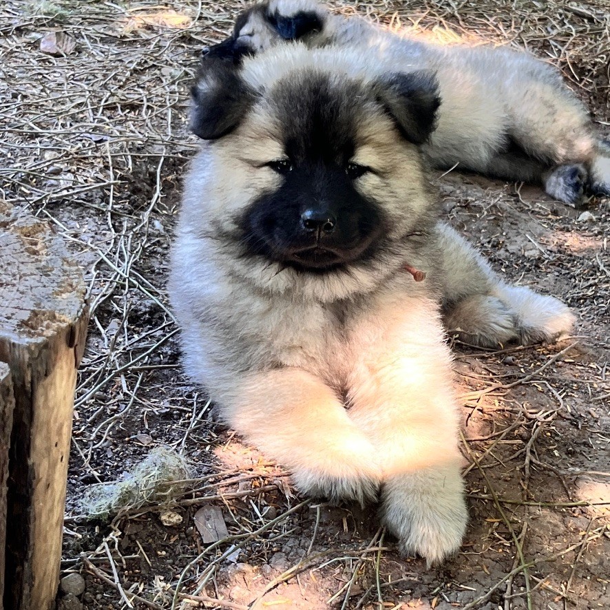 des Sables d'Olympe - Chiots disponibles - Eurasier
