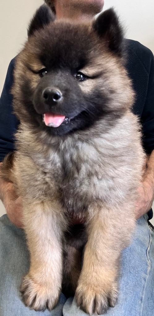 des Sables d'Olympe - Chiots disponibles - Eurasier