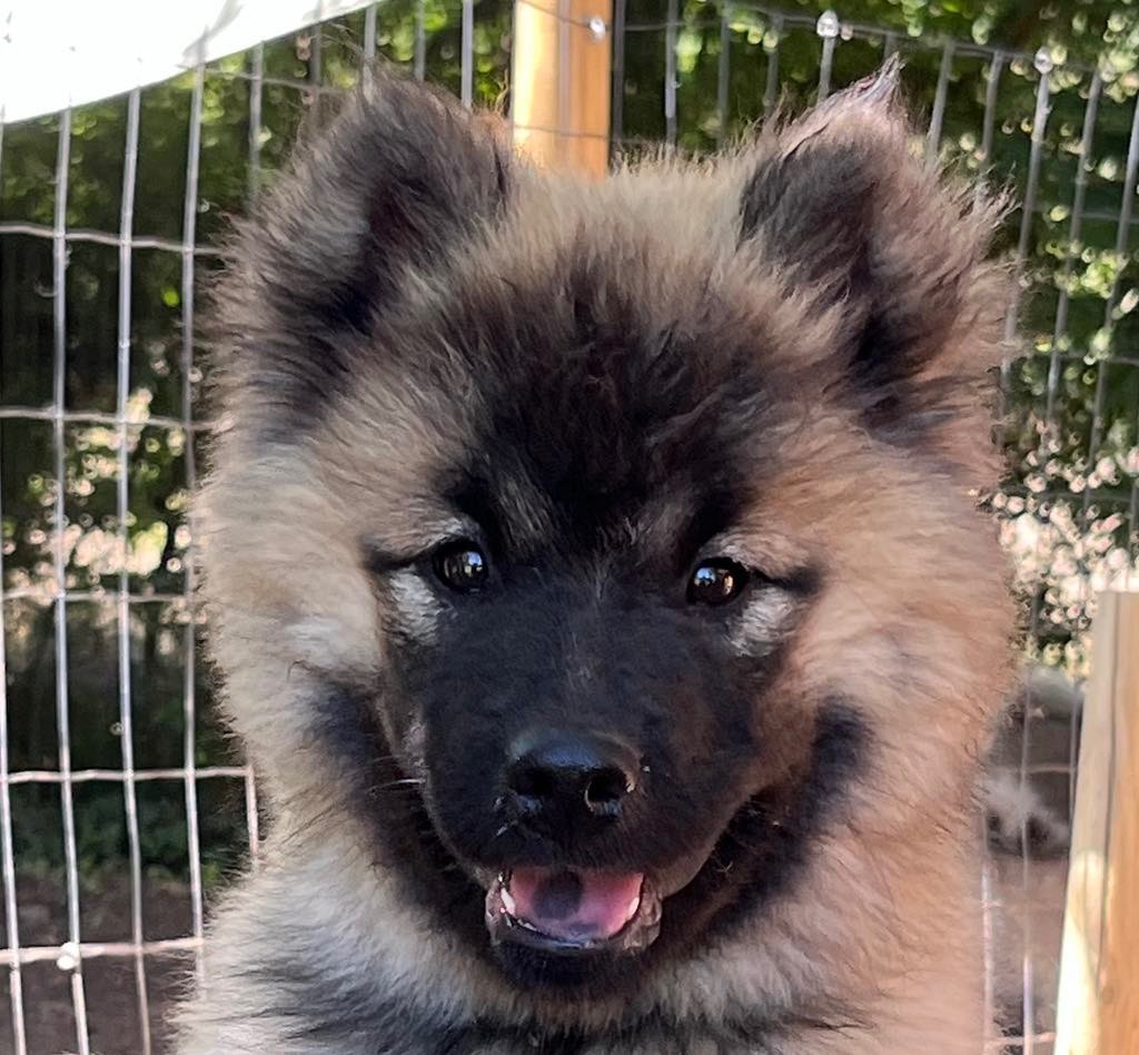 des Sables d'Olympe - Chiots disponibles - Eurasier