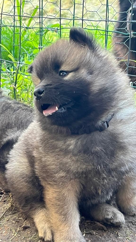 des Sables d'Olympe - Chiots disponibles - Eurasier