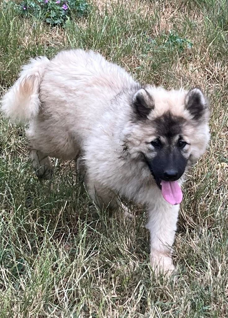 des Sables d'Olympe - Chiots disponibles - Eurasier