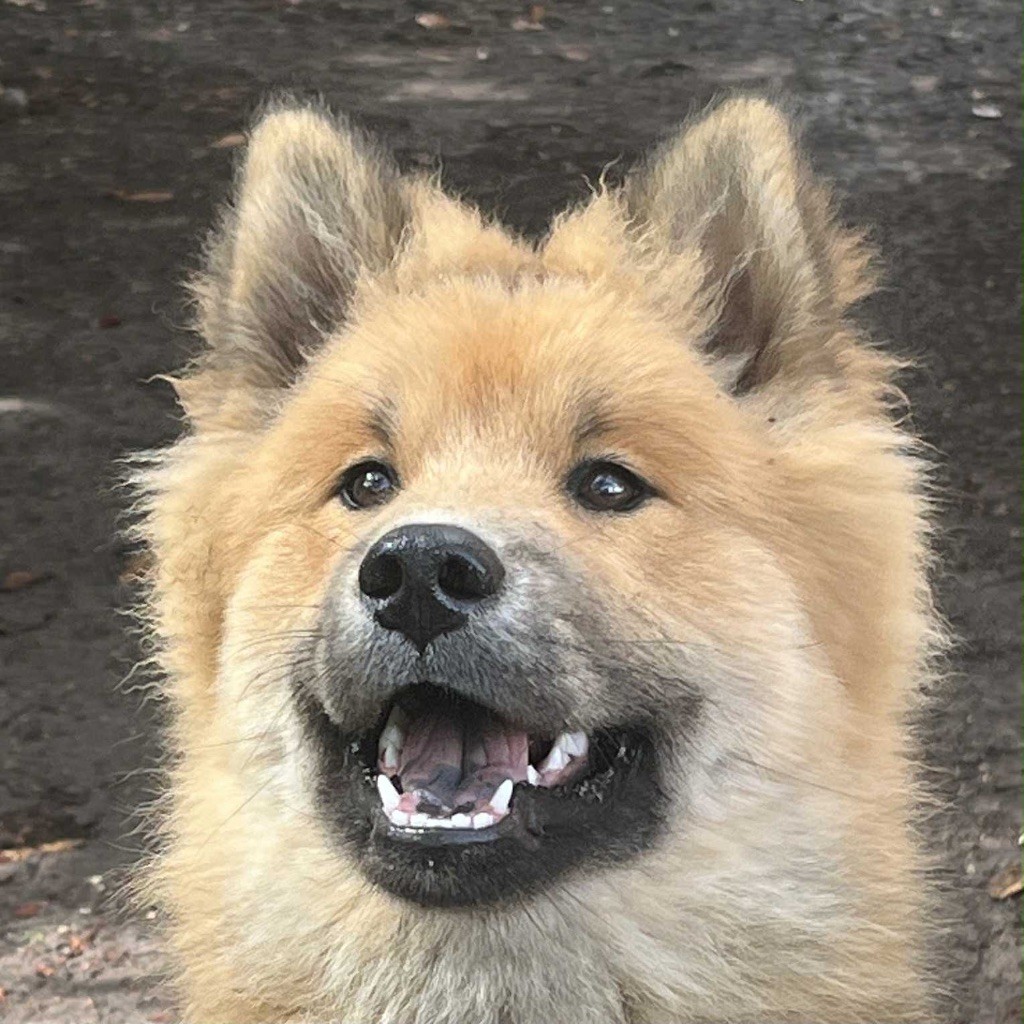 des Sables d'Olympe - Chiots disponibles - Eurasier